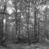 Sous bois