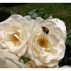 La rose blanche et le bourdon