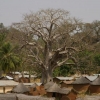 Le baobab (1)