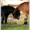 poney en folie