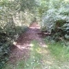 Chemin forestier