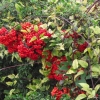 Rouge automne