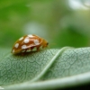 Pâle coccinelle