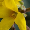 Forsythia