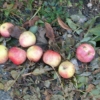 automne 2009