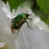 Le scarabée vert