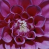 Dahlia