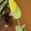 Feuille d'une plante aquatique