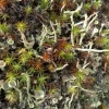Cladonia