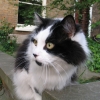 CHAT ANGLAIS