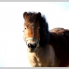 un poney sauvage lol