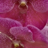 Orchidées