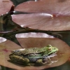 Grenouille (2)