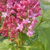 Le lilas est en fleurs depuis 10 jours