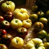 Tomates