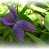 violette