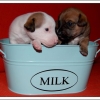 les petits jack russell