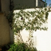 Ce rosier est une bouture plantée il y a deux...