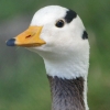 Canard
