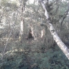 Dans la forêt