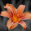 la fleur