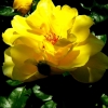 Roses de La Chatonnière (1)
