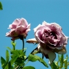 Roses de La Chatonnière (3)