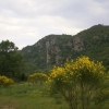 les genets