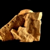 Tête d'un Humain de Neandertal avec petit Mammouth