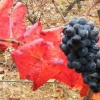 grappe seconde fructification