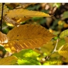 Couleurs d'automne.