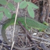 Lézard vert