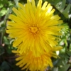 Soleil