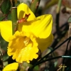 Jonquille