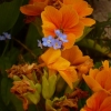 orange et désepoir