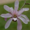 Fleur de magnolia loebneri