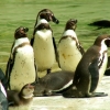 Les manchots de Humboldt (1)