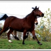 poney en folie