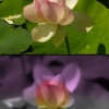 Le lotus rose