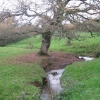 Arbre d'automne