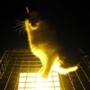 Chat 3