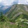 Prairie des Alpes