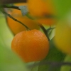 Oranges dans l'arbre