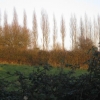 Arbres aux soleil