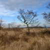 L'arbre