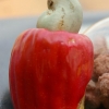 Noix de cajou