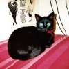 Dalila, la chatte de Brindille