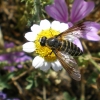 l'abeille