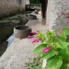 Lavoir et belles de nuit