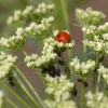 La coccinelle